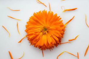Marigold Petals